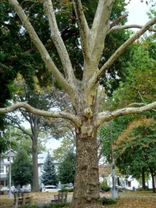Veterans Park